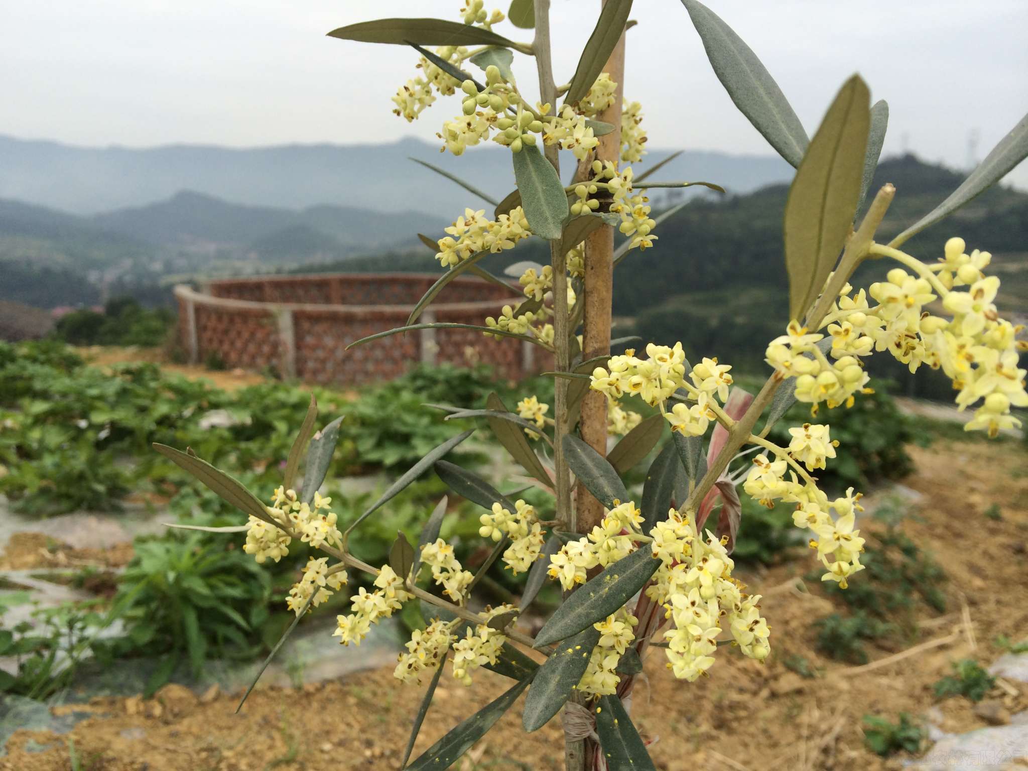 油橄榄开花树 - 中国油橄榄苗木网